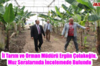 İl Tarım ve Orman Müdürü Ergün Çolakoğlu, Muz Seralarında İncelemede Bulundu
