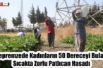 Depremzede Kadınların 50 Dereceyi Bulan Sıcakta Zorlu Patlıcan Hasadı