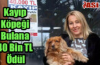 Kayıp Köpeği Bulana 40 Bin TL Ödül