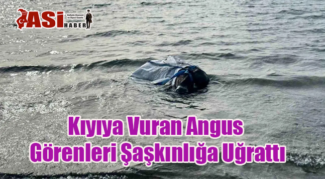 Kıyıya Vuran Angus Görenleri Şaşkınlığa Uğrattı