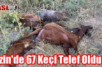 Erzin’de 67 Keçi Telef Oldu