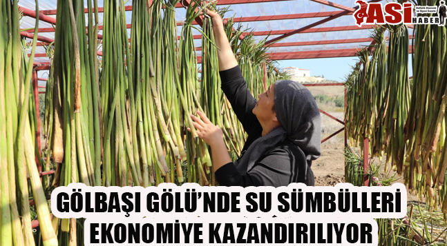GÖLBAŞI GÖLÜ’NDE SU SÜMBÜLLERİ EKONOMİYE KAZANDIRILIYOR