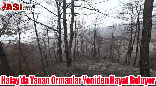Hatay’da Yanan Ormanlar Yeniden Hayat Buluyor
