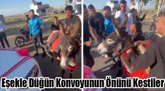 Eşekle Düğün Konvoyunun Önünü Kestiler