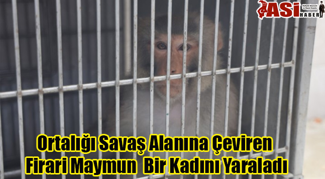 Ortalığı Savaş Alanına Çeviren Firari Maymun  Bir Kadını Yaraladı