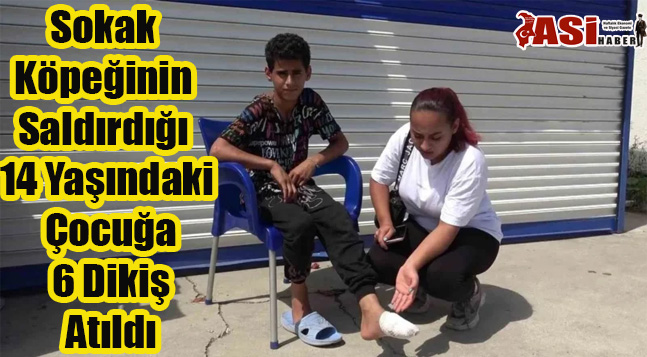 Sokak Köpeğinin Saldırdığı 14 Yaşındaki Çocuğa 6 Dikiş Atıldı